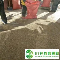 甘南梭梭種子 藥材種植