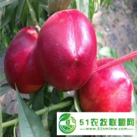 1年苗中油16桃樹苗種植基地 **基地