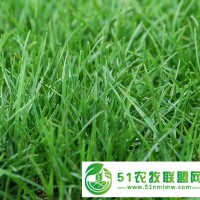 廣東羅定市狗牙根