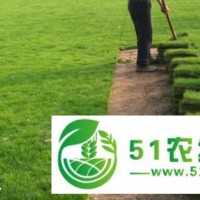 草皮、馬尼拉草坪、農(nóng)戶**
