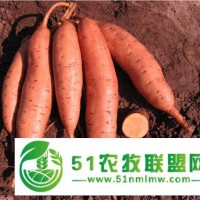 17年紅薯苗價(jià)格優(yōu)惠市場(chǎng)需求量大