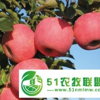 矮化紅富士蘋果苗栽培技術(shù)的要點(diǎn)