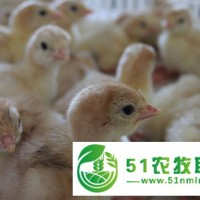 白羽大型純種尼古拉500系火雞苗