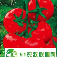 北京懷柔區(qū)進(jìn)口番茄種子批發(fā) 米瑞柯番茄種子*批發(fā)基地