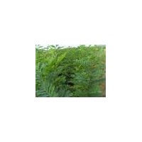 供應(yīng)山西國槐苗 山西花椒苗 山西側(cè)柏 山西白皮松