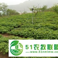葫蘆島紫斑油用牡丹種苗種植技術(shù)