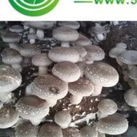 食用菌；香菇；平菇；木耳；菌種；菌代