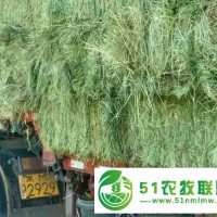齊齊哈爾牧草種植選