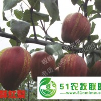 安徽果樹苗 安徽桃樹苗 安徽梨樹苗 梨樹苗價格