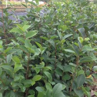 供應(yīng)本地油茶小苗，高州油茶小苗