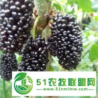 供應(yīng)果桑苗品種 金墻63號果桑苗批發(fā)