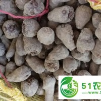 魯?shù)榭h魔芋種子批發(fā)/魯?shù)榭h魔芋種子報(bào)價(jià)/魯?shù)榭h魔芋種子供應(yīng)商