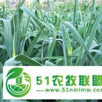 供應(yīng)大蒜種子秋季預(yù)定價(jià)格農(nóng)科院大蒜種子批發(fā)價(jià)格大蒜種子