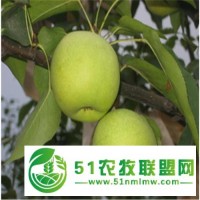 濟(jì)南梨樹(shù)苗基地 存活率高