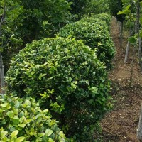 大連綠化苗 大連苗木大連苗圃大連草坪大連花卉大連園林綠化