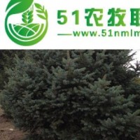 供蘭州紅皮云杉苗和甘肅云杉樹苗詳情