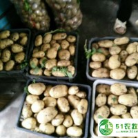 當(dāng)前深翻地可防馬鈴薯瘡痂病，寧安勤利馬鈴薯農(nóng)民*合作社小貼士