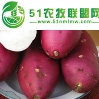 西安紅薯供應(yīng) 秦薯4號紫紅 皮品質(zhì)優(yōu)良