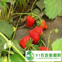 山東泰安常年出售 當年結(jié)果法蘭地草莓苗 **草莓苗