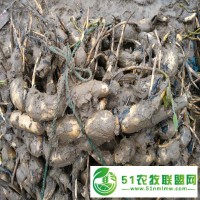 蓮藕種植 蓮藕種子 鄂蓮六號(hào)藕種 鄂蓮九號(hào)藕種 珍珠藕種