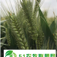 高產抗病抗旱抗赤霉病三抗10號