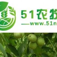 核桃苗基地核桃苗批發(fā)