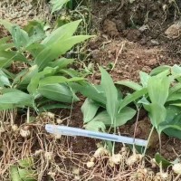 益陽(yáng)黃精籽育苗種植技術(shù) 三年苗
