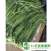 新翠龍B 翠綠豇豆種子長豇豆種子 豇豆基地種植