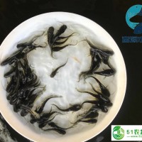 雜交南方大口鯰魚(yú)苗供應(yīng)黃鯰魚(yú)苗批發(fā)大口鯰魚(yú)苗批發(fā)價(jià)格