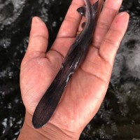 鴨子魚(yú)苗批發(fā)價(jià)格易養(yǎng)快大淡水魚(yú)苗鴨嘴魚(yú)種苗