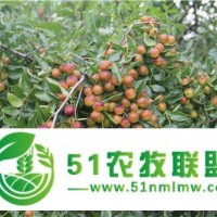 出售一公分酸棗苗？1年酸棗酸棗苗批發(fā)價(jià)格 ，河北邢臺(tái)良種酸棗苗種植基地，
