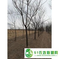 安徽農(nóng)村合歡樹種植基地