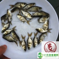福建三明花鰱魚(yú)苗福建廈門(mén)大頭魚(yú)苗批發(fā)