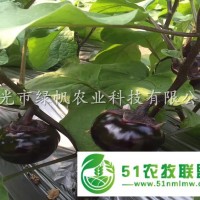 供應嫁接茄子苗 嫁接長茄苗 圓茄嫁接苗 直根茄苗
