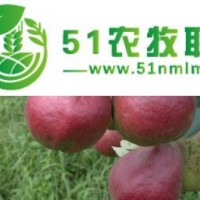 紅梨樹(shù)苗價(jià)格 山東紅梨種植基地