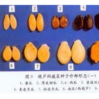 綠色蔬菜、有機(jī)蔬菜，未來(lái)農(nóng)業(yè)種植的發(fā)展趨勢(shì)