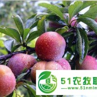 甘肅鳳凰李子苗基地，甘肅鳳凰李子苗品種，甘肅鳳凰李子苗特點(diǎn)