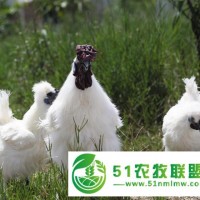 白鳳烏雞苗批發(fā)，竹絲雞苗，快大白鳳烏雞苗，四川白鳳烏雞苗孵化場(chǎng)’
