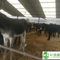 規(guī)?；B(yǎng)驢--驢圈建設(shè)山東順牧養(yǎng)殖場(chǎng)
