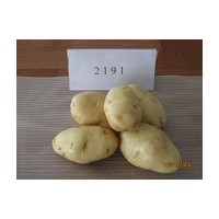 土豆種子供應(yīng)價(jià)格批發(fā)