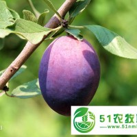 新疆法蘭西李子苗價(jià)格 法蘭西