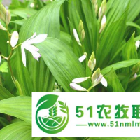 湖北鑫希望生態(tài)農(nóng)業(yè)黃精種植，多重扶持讓優(yōu)勢不言而喻