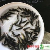 廣西貴港單性羅非魚(yú)苗批發(fā)廣西玉林羅非魚(yú)苗出售