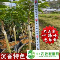 東莞奇楠沉香種植基地