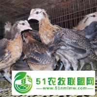 泊頭市昆澤家庭農(nóng)場(chǎng)培育土雞苗，青年土雞苗，脫溫土雞苗