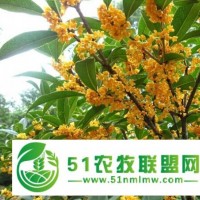 重慶水果苗,南充水果苗種植,孟興農業(yè)開發(fā)