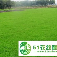 河北草坪，草皮，草皮批發(fā)，草皮種植基地，草坪卷，冷季型草坪，早熟禾草坪