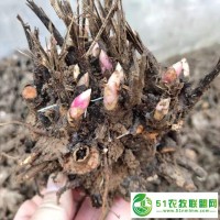 亳州白芍芽子批發(fā)白芍種苗產(chǎn)地價格怎么賣