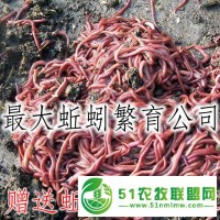 蚯蚓批發(fā)_大平三號(hào)蚯蚓種批發(fā)_送養(yǎng)殖技術(shù)