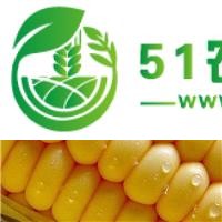 依安縣景豐現(xiàn)代農(nóng)業(yè)玉米收購(gòu)334